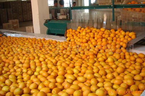 初加工材料 农产品 生鲜水果 橙,桔,柑,柚 供应脐橙,加工包装销售各类